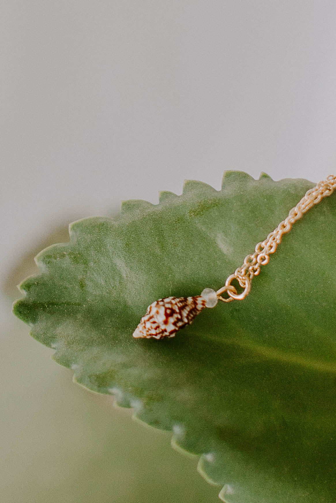 Dainty Seashell Necklace